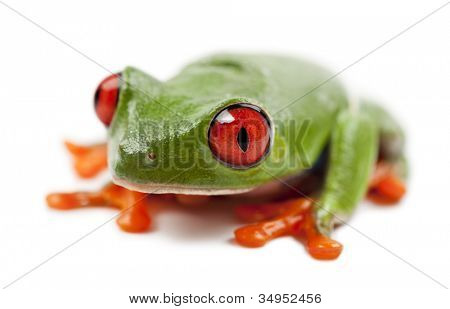 Kırmızı Treefrog, kırmızı callidryas, beyaz arka planı portre