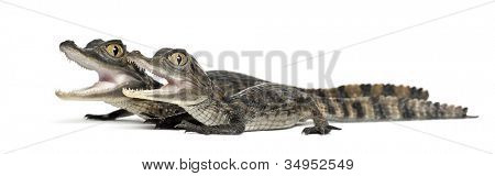 Caimans spectacled, Caiman crocodilus เรียกอีก อย่างว่าเป็นไวท์ Caiman หรือทั่วไป Caiman, o 2 เดือน