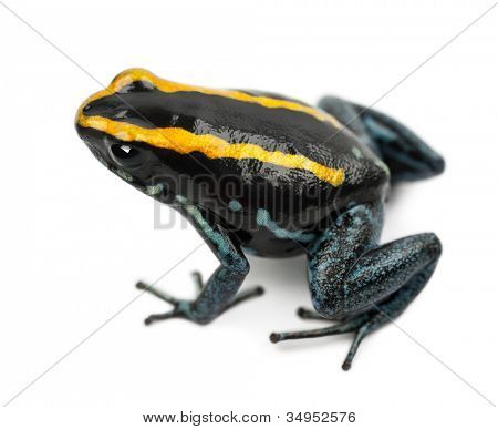 Golfodulcean 毒蛙，Phyllobates vittatus，白色背景