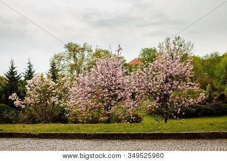 Beautiful Blooming Magnolia Bush At The Park