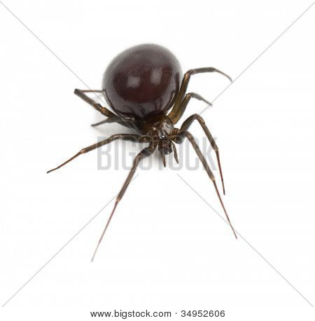 Araignée de la maison commune, Parasteatoda tepidariorum, sur fond blanc