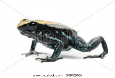 Golfodulcean 毒蛙、 Phyllobates vittatus、 白色背景的肖像