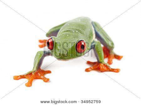 Kırmızı Treefrog, kırmızı callidryas, beyaz arka planı portre