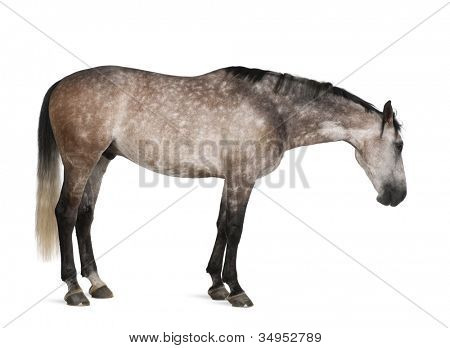 Belgian Warmblood hevonen, 6-vuotias, pysyvän valkoista taustaa vasten