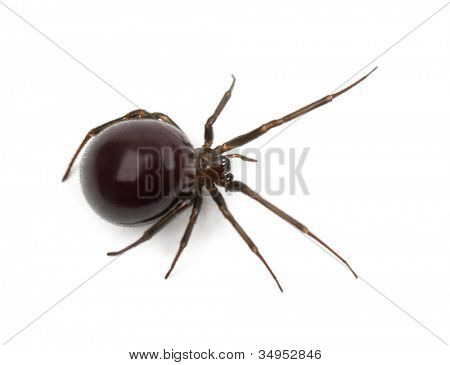 Araignée de la maison commune, Parasteatoda tepidariorum, sur fond blanc