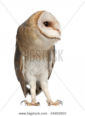 Barbagianni, Tyto alba, 4 mesi di età, in piedi su sfondo bianco