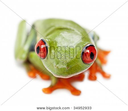 Kırmızı Treefrog, kırmızı callidryas, portre ve beyaz arka plan karşı Kapat