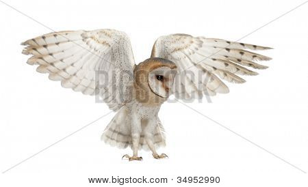 Barbagianni, Tyto alba, 4 mesi di età, volando su sfondo bianco