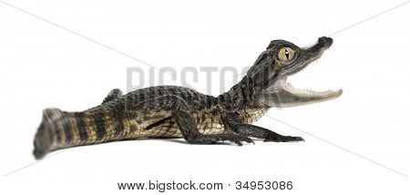Caiman spectacled, Caiman crocodilus เรียกอีก อย่างว่าเป็นไวท์ Caiman หรือทั่วไป Caiman, ol 2 เดือน