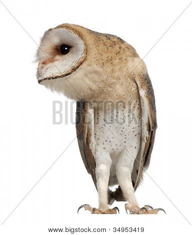 Barbagianni, Tyto alba, 4 mesi di età, in piedi su sfondo bianco