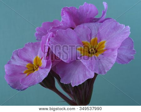 Closeup Of Pretty Pink Flowers Of Polyanthus Pink Champagne Against A Light Green Background