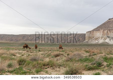 Camels In The Ustyurt Plateau. District Of Boszhir. The Bottom Of A Dry Ocean Tethys. Kazakhstan