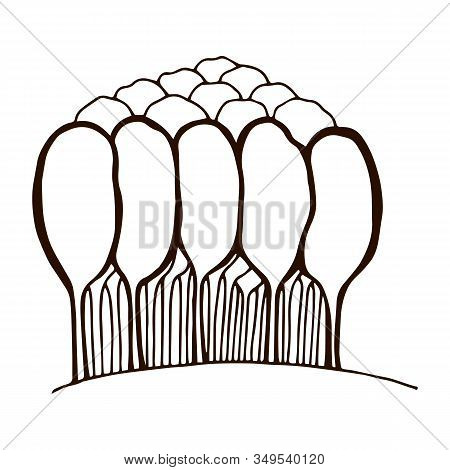 Set Of Eucalyptus Sprigs And Trees. Eucalyptus Grove. Leaves And Buds On A Twig. Use For Logos Of Co