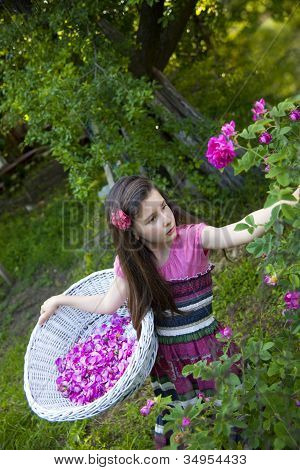 im Rosengarten