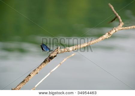 Anisoptera Dragonfly1