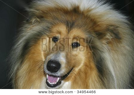 Kolie