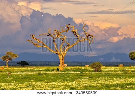 Landscape Pictures From The National Park Tsavo East Tsavo West And Amboseli