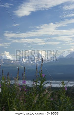 Fireweed
