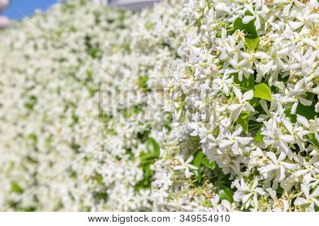 Confederate Jasmine,trachelospermum Jasminoides Or Star Jasmine White Flowers Background With Multip