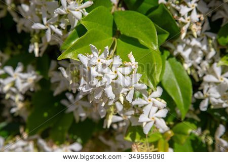 Confederate Jasmine,trachelospermum Jasminoides Or Star Jasmine White Flowers Background With Multip