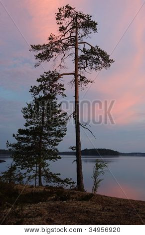 Polární Karélie Sunset na The Shore z Engozero jezera během bílé noci, Rusko