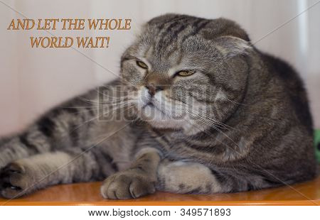 The Cat Is Crazy And Let The Whole World Wait!