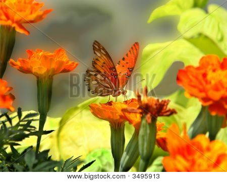 Farfalla