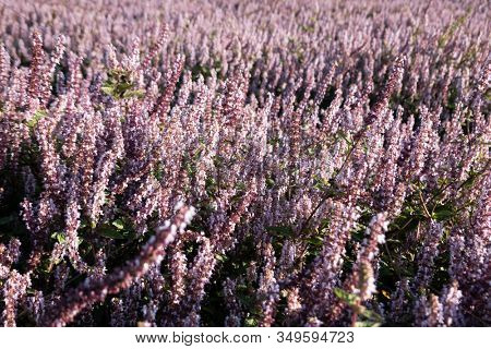 pink purple mesona flowers at farm, Taiwan