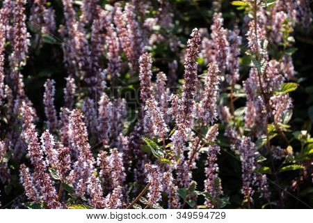 pink purple mesona flowers at farm, Taiwan