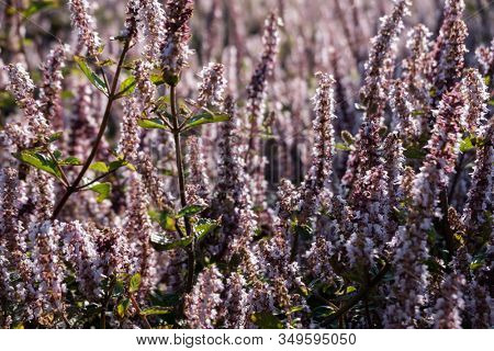 pink purple mesona flowers at farm, Taiwan