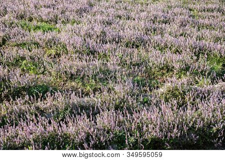 pink purple mesona flowers at farm, Taiwan