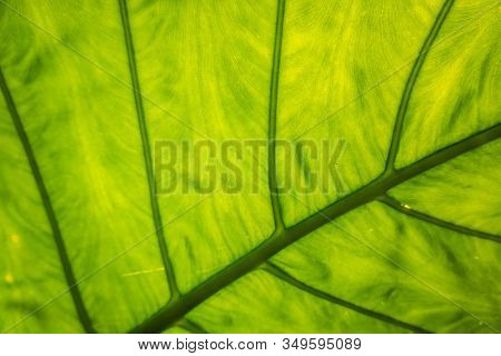 green alocasia odora leaf in the outdoor of city