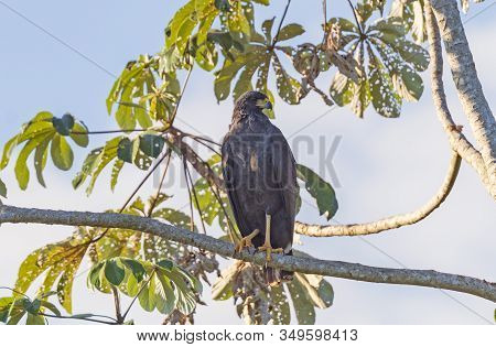 Great Black Hawk In A Pantanal Tree In Pantnal National Park In Brazil