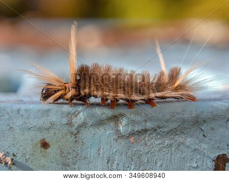 Macro Photography Of A Brown Tussock Moth Caterpillar Walking On A Metallic Garden Table, Captured I