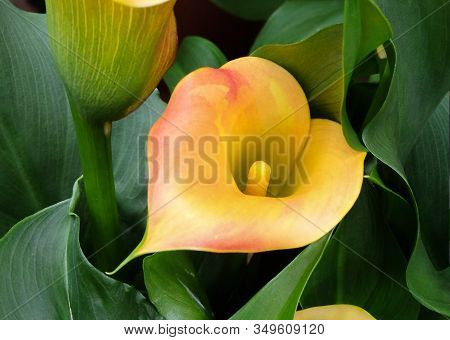 Beautiful Flowers Of Yellow Calla Captain Amigo,  Top View, Closeup