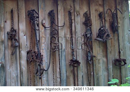 Fur Traps Hanging On An Old Alaskan Fur Trappers Shed