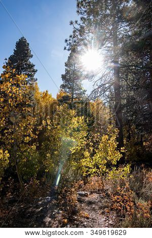 Forest With Sun Flare And Stream And Mountain