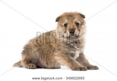 Young Mongolian wolf, or grey wolf, one month old, isolated