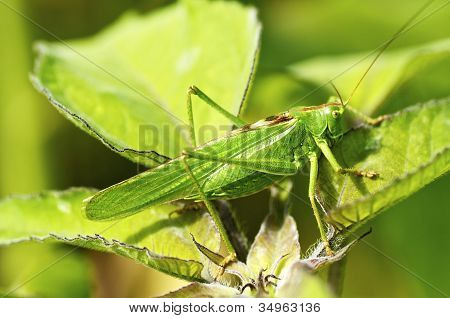 Bush-cricket