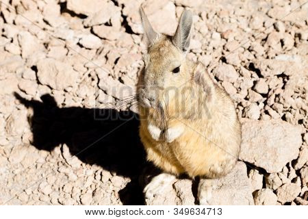 Southern Viscacha From Bolivia. Bolivian Wildlife. Animal Close Up