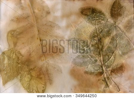 Ecoprint Leaves. Imprint Of A Real Plant On Paper. Vintage Background. Natural Color.
