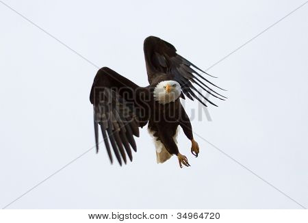 Amerikan kel kartal