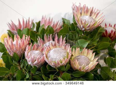 King Protea Or  Protea Cynaroides The National Flower Of South Africa