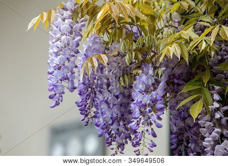 Jacaranda Tree In Blossom. Funchal On Madeira Island. Portugal
