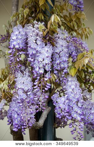 Jacaranda Tree In Blossom. Funchal On Madeira Island. Portugal