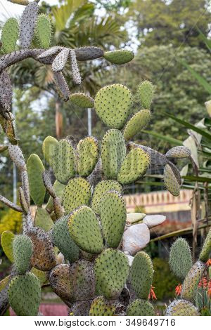 Opuntia Vulgaris Is A Species Of Cactus That Has Long Been A Domesticated Crop Plant Important In Ag