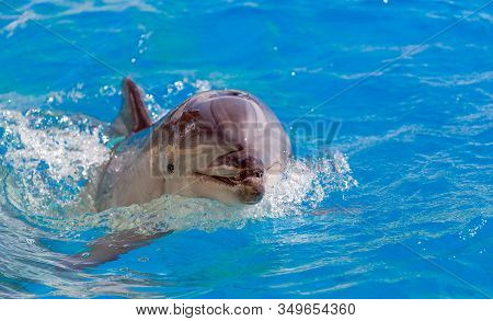Close Up Of A Bottlenose Dolphin Looking.