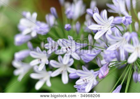 Agapanthus kukkia.