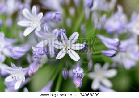 Agapanthus kukkia.