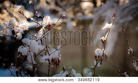 Rosehip Branches With Fruits And Snow Flakes Backlit By The Sun